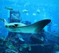 Atlantis Waterpark Aquaventure and Lost Chamber Combo Dubaï