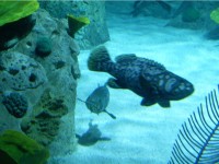 Aquarium_d_Istanbul_et_visite_shopping_skylink_travel_oran_algerie_1.jpg