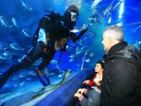 Aquarium_d_Istanbul_et_visite_shopping_skylink_travel_oran_algerie_2.jpg