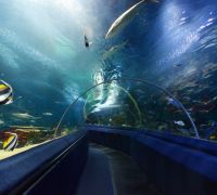 Aquarium d'Istanbul et visite shopping - Petits groupes
